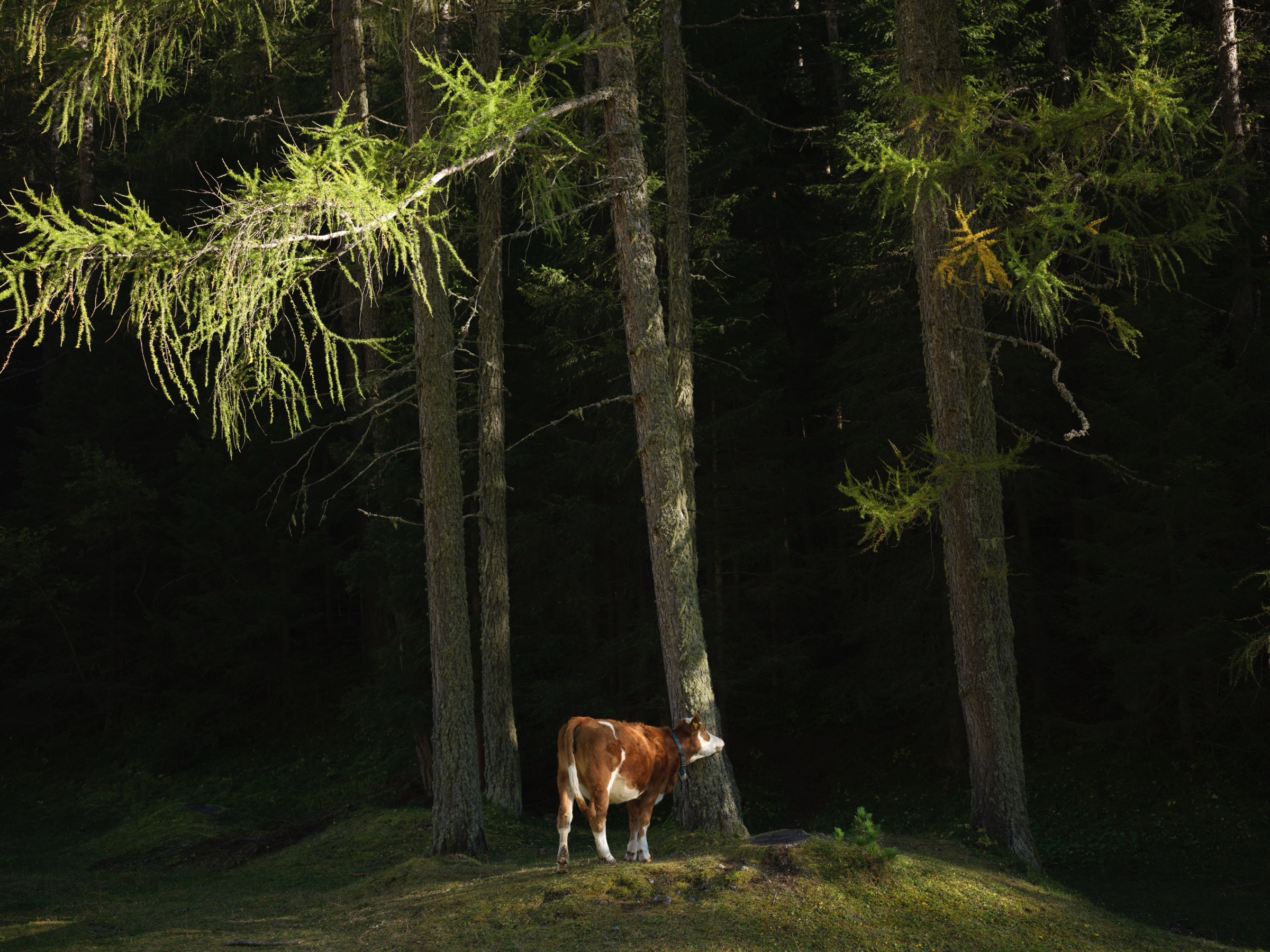A cow standing in a dark forest beneath sunlit branches
